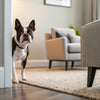 Can You Bring Wet Dog Food on a Plane? Essential Tips for Traveling with Your Furry Friend