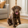 Can You Buy Wet Dog Food with Food Stamps? What Every Pet Owner Should Know