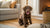 Can You Buy Wet Dog Food with Food Stamps? What Every Pet Owner Should Know