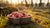 Can You Defrost Raw Dog Food? The Best Methods for Safe Thawing