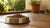 Can You Eat Dry Dog Food? Understanding the Risks and Realities