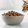 Can You Feed a Cat Dry Dog Food? Understanding Feline Nutrition