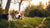 Can You Feed a Dog After Exercise? A Comprehensive Guide to Nutrition and Timing
