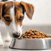 Can You Feed a Dog Dry Cat Food? Understanding the Risks and Realities
