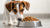 Can You Feed a Dog Dry Cat Food? Understanding the Risks and Realities