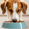 Can You Feed a Dog Just Wet Food? Understanding the Pros and Cons