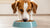 Can You Feed a Dog Just Wet Food? Understanding the Pros and Cons