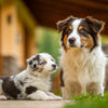 Can You Feed a Dog Puppy Food? Understanding the Nutritional Needs of Dogs at Different Life Stages