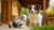 Can You Feed a Dog Puppy Food? Understanding the Nutritional Needs of Dogs at Different Life Stages