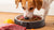 Can You Feed a Dog Raw and Kibble? Understanding the Benefits and Best Practices