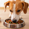 Can You Feed a Dog Raw Food and Kibble? A Comprehensive Guide