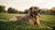 Can You Feed a Dog Right After Exercise? Understanding the Best Practices for Your Furry Friend's Nutrition