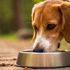 Can You Feed a Grown Dog Puppy Food? Understanding the Nutritional Differences