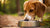 Can You Feed a Grown Dog Puppy Food? Understanding the Nutritional Differences