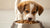 Can You Feed a Puppy Adult Dog Food? Understanding the Nutritional Needs of Your Growing Pup