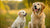Can You Feed a Puppy Dog Food? Unpacking the Nutritional Needs of Puppies vs. Adult Dogs