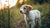 Can You Feed a Puppy Regular Dog Food? Understanding Your Puppy's Nutritional Needs