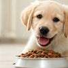 Can You Feed a Puppy Wet Dog Food? Understanding the Benefits and Considerations