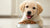 Can You Feed a Puppy Wet Dog Food? Understanding the Benefits and Considerations