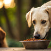 Can You Feed Adult Dog Puppy Food? Understanding the Nutritional Needs of Dogs