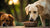 Can You Feed Adult Dog Puppy Food? Understanding the Nutritional Needs of Dogs