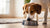 Can You Feed Adult Dogs Puppy Food? Understanding the Nutritional Needs of Your Furry Friend-141222674671
