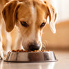 Can You Feed an Adult Dog Puppy Food? Understanding Canine Nutritional Needs