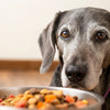 Can You Feed an Older Dog Puppy Food? Understanding Nutritional Needs for Every Life Stage