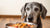 Can You Feed an Older Dog Puppy Food? Understanding Nutritional Needs for Every Life Stage