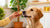 Can You Feed Biscuits to Dogs? A Comprehensive Guide for Pet Parents-141104251119