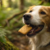 Can You Feed Dogs Biscuits? A Comprehensive Guide for Pet Owners