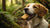 Can You Feed Dogs Biscuits? A Comprehensive Guide for Pet Owners