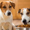 Can You Feed Dogs Just Dry Food? Understanding the Nutritional Needs of Our Furry Friends