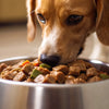 Can You Feed Dogs Only Wet Food? Exploring the Benefits and Considerations