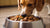 Can You Feed Dogs Only Wet Food? Exploring the Benefits and Considerations
