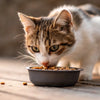 Can You Feed Dry Dog Food to Cats? Understanding Feline Nutrition