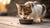 Can You Feed Dry Dog Food to Cats? Understanding Feline Nutrition