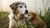 Can You Feed Older Dog Puppy Food? Understanding Feeding Needs Across Life Stages