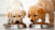 Can You Feed Puppies Wet Dog Food? A Comprehensive Guide for New Pet Owners
