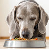 Can You Feed Puppy Food to a Senior Dog? Understanding Nutritional Needs at Every Life Stage