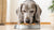Can You Feed Puppy Food to a Senior Dog? Understanding Nutritional Needs at Every Life Stage