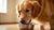Can You Feed Puppy Food to Adult Dogs? Understanding the Nutritional Needs of Your Pup