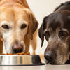 Can You Feed Puppy Food to Older Dogs? Understanding the Differences in Nutritional Needs