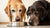 Can You Feed Puppy Food to Older Dogs? Understanding the Differences in Nutritional Needs