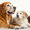 Can You Feed Puppy Food to Senior Dogs? Understanding the Nutritional Needs of Dogs at Different Life Stages