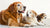 Can You Feed Puppy Food to Senior Dogs? Understanding the Nutritional Needs of Dogs at Different Life Stages