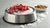 Can You Feed Raw Dog Food Frozen? A Comprehensive Guide