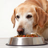Can You Feed Senior Dogs Puppy Food? Understanding Nutritional Needs Across Life Stages