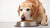 Can You Feed Senior Dogs Puppy Food? Understanding Nutritional Needs Across Life Stages
