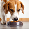 Can You Feed Your Adult Dog Puppy Food? Understanding the Nutritional Needs of Your Dog